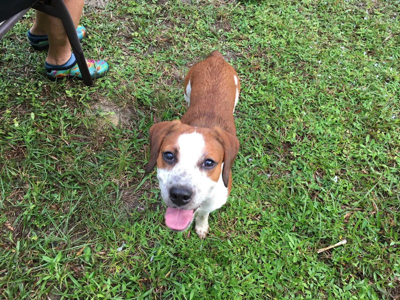 Found dog in Palm Bay, FL, 32909