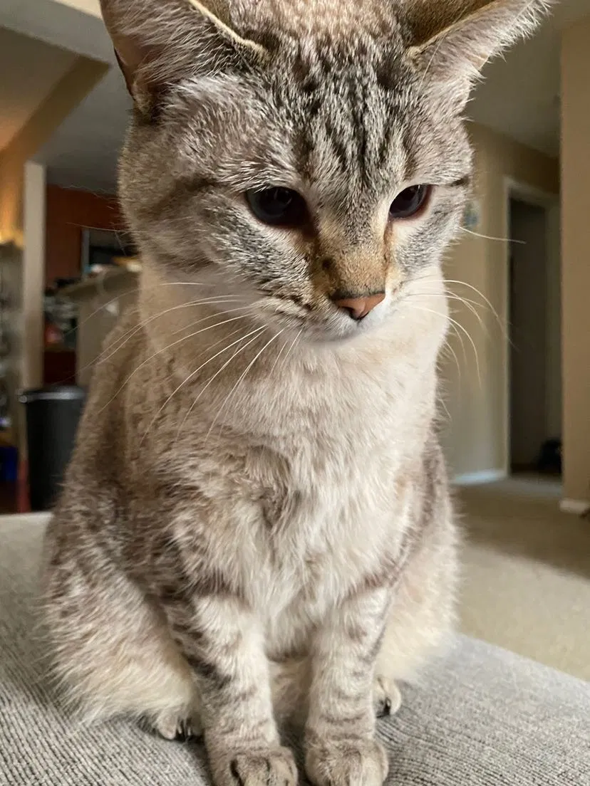 Lost cat in Denver, CO, 80237