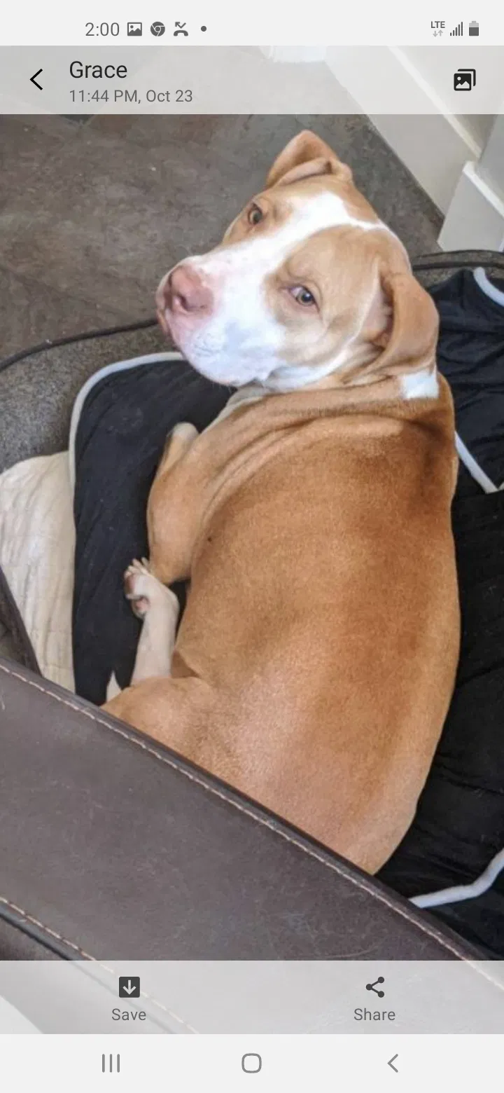 Lost dog in Sacramento, CA, 95811