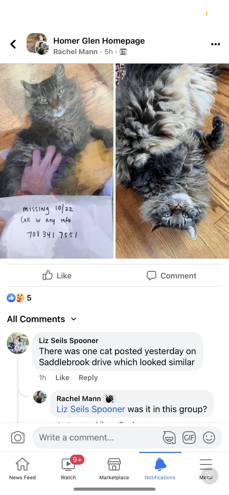 Lost cat in Homer Glen, IL, 60491