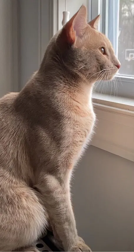 Lost cat in Franklinton, NC, 27525