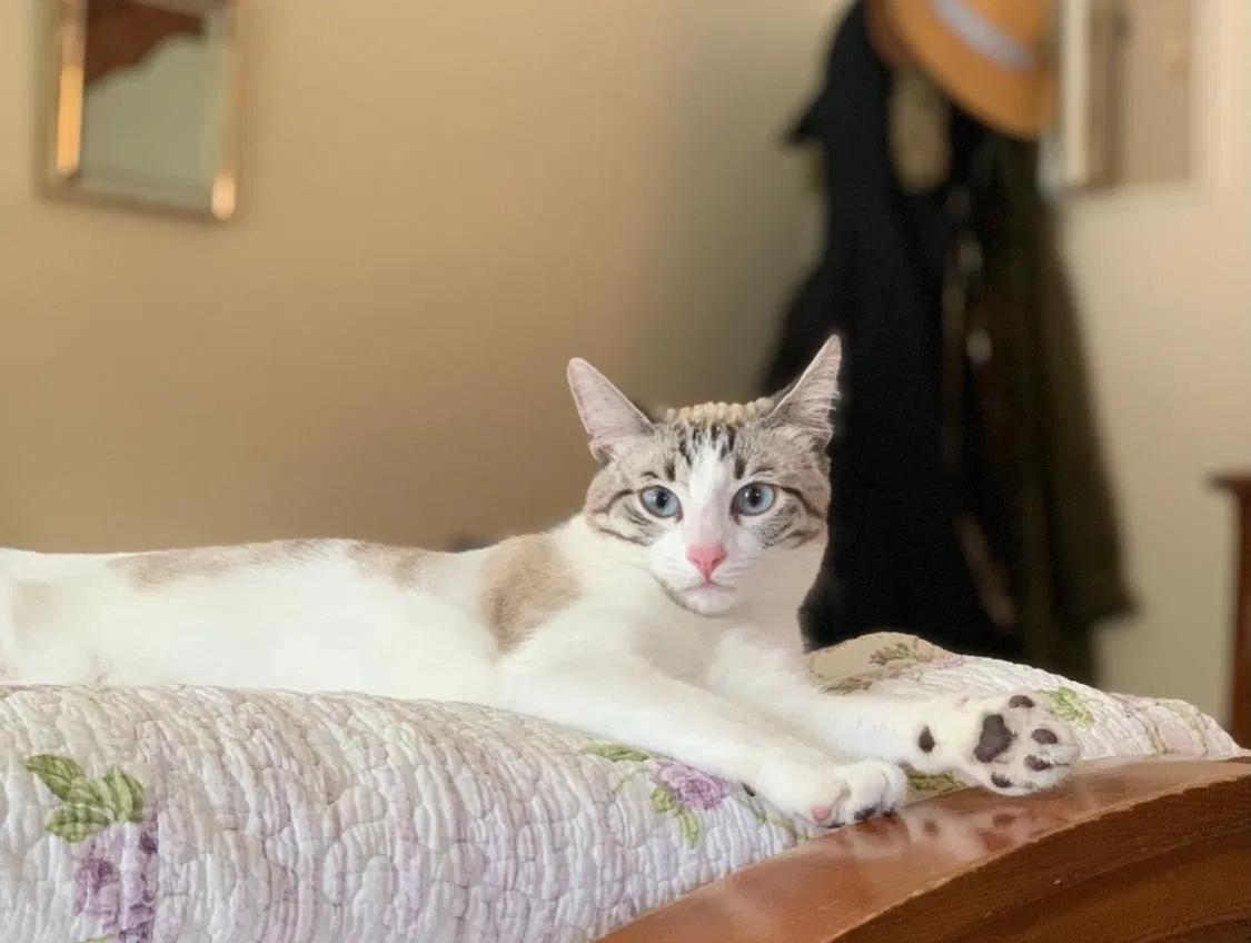 Lost cat in Chatsworth, CA, 91311