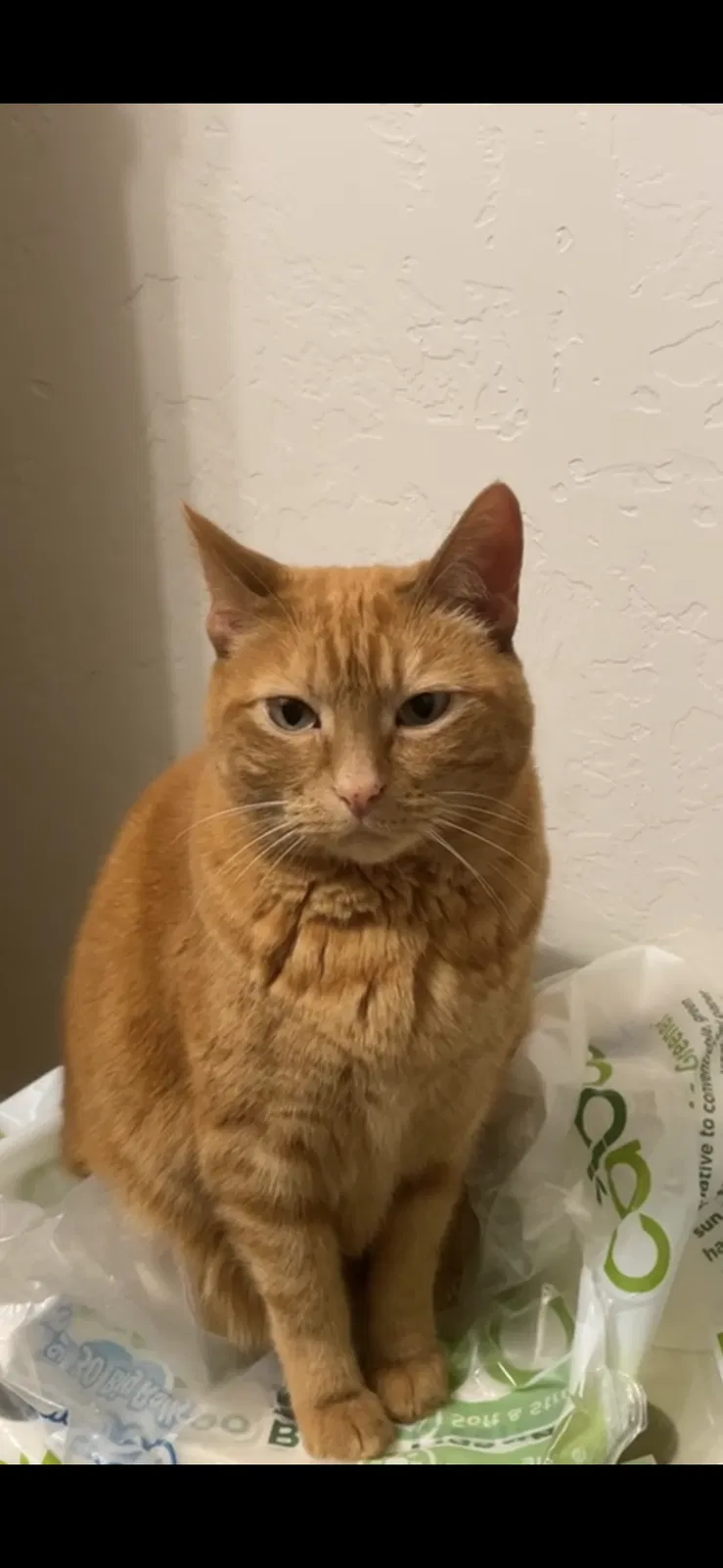 Lost cat in Meridian, ID, 83642