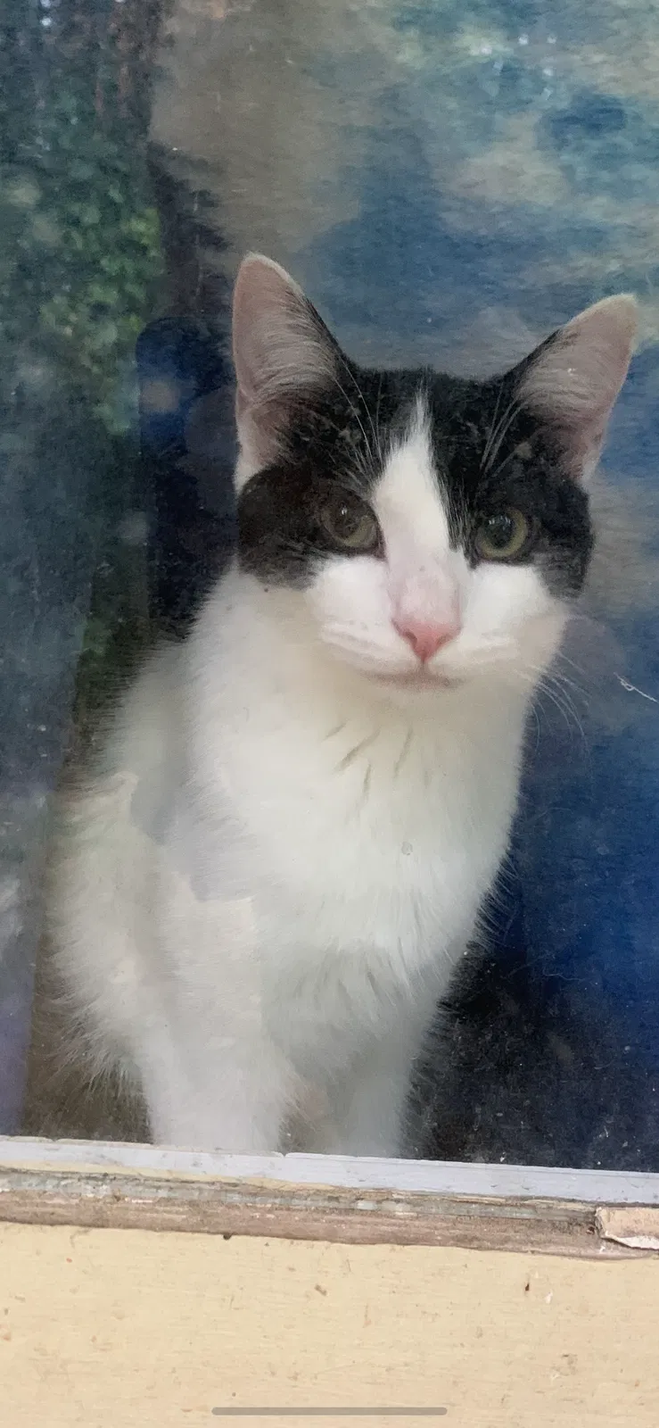 Lost cat in Suwanee, GA, 30024