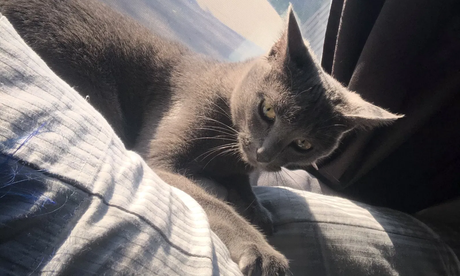 Lost cat in Cincinnati, OH, 45251