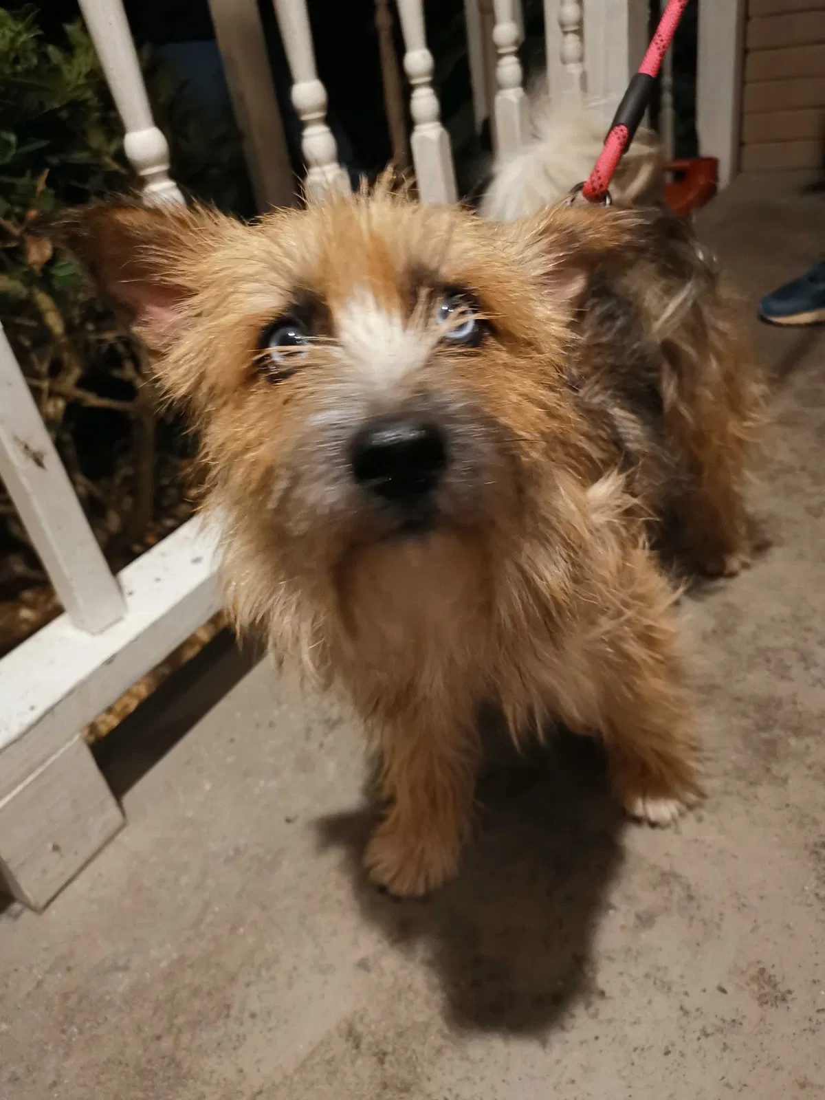 Found dog in Russellville, AL, 35653
