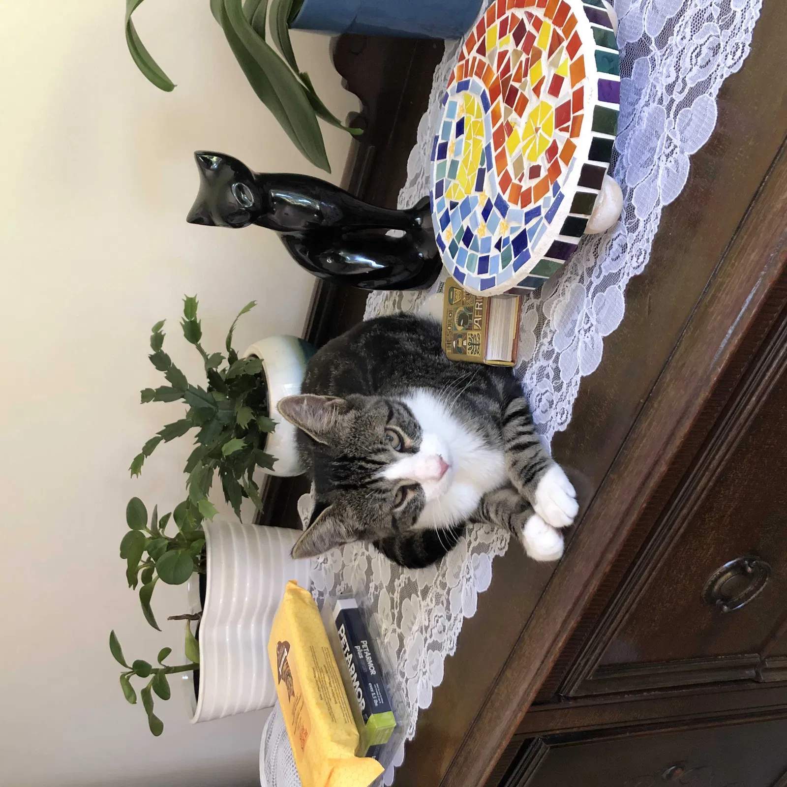 Lost cat in Yorktown Heights, NY, 10598