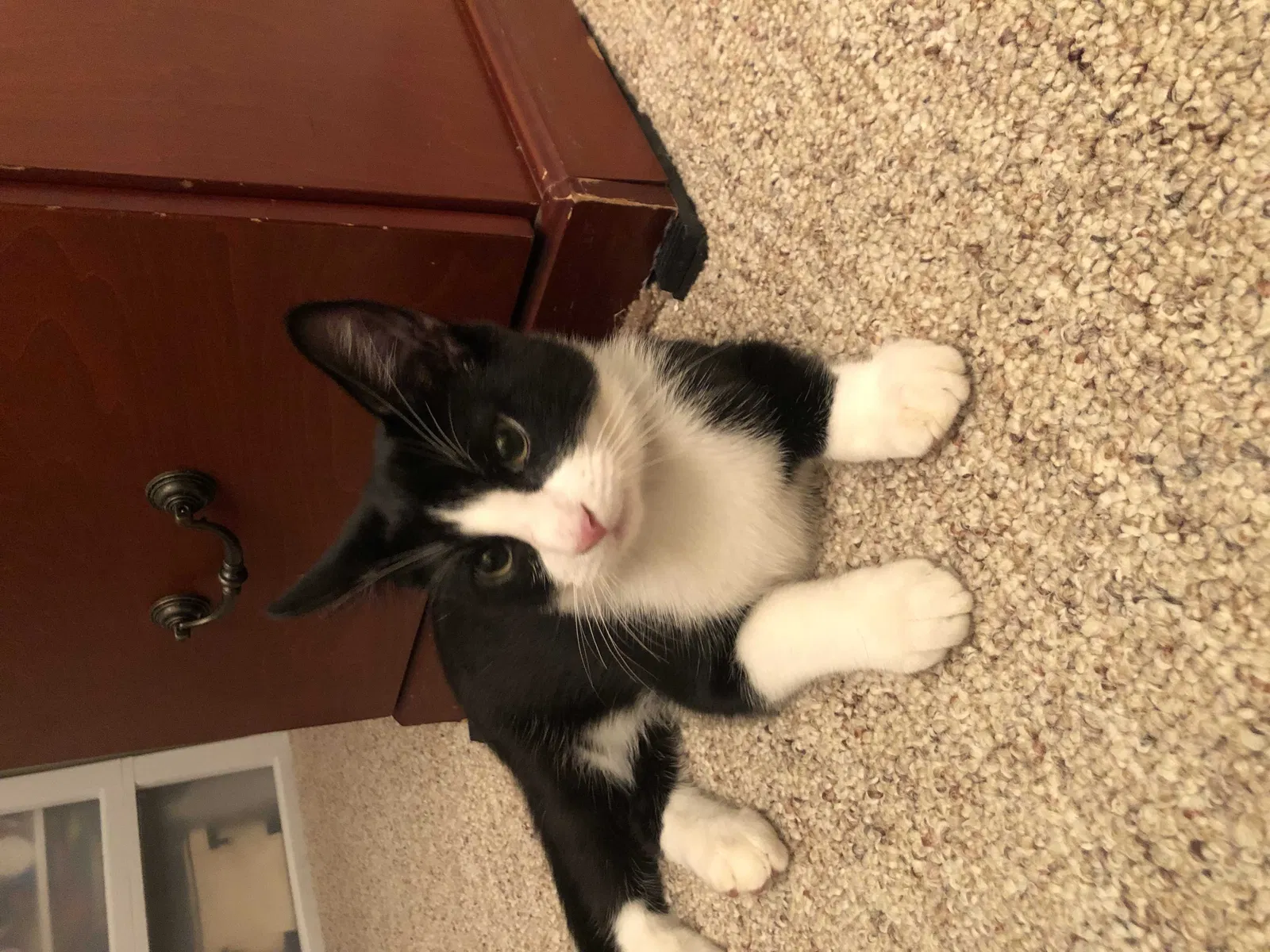 Lost cat in Yorktown Heights, NY, 10598