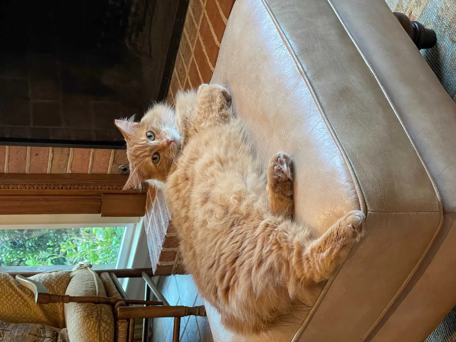 Lost cat in Germantown, TN, 38139