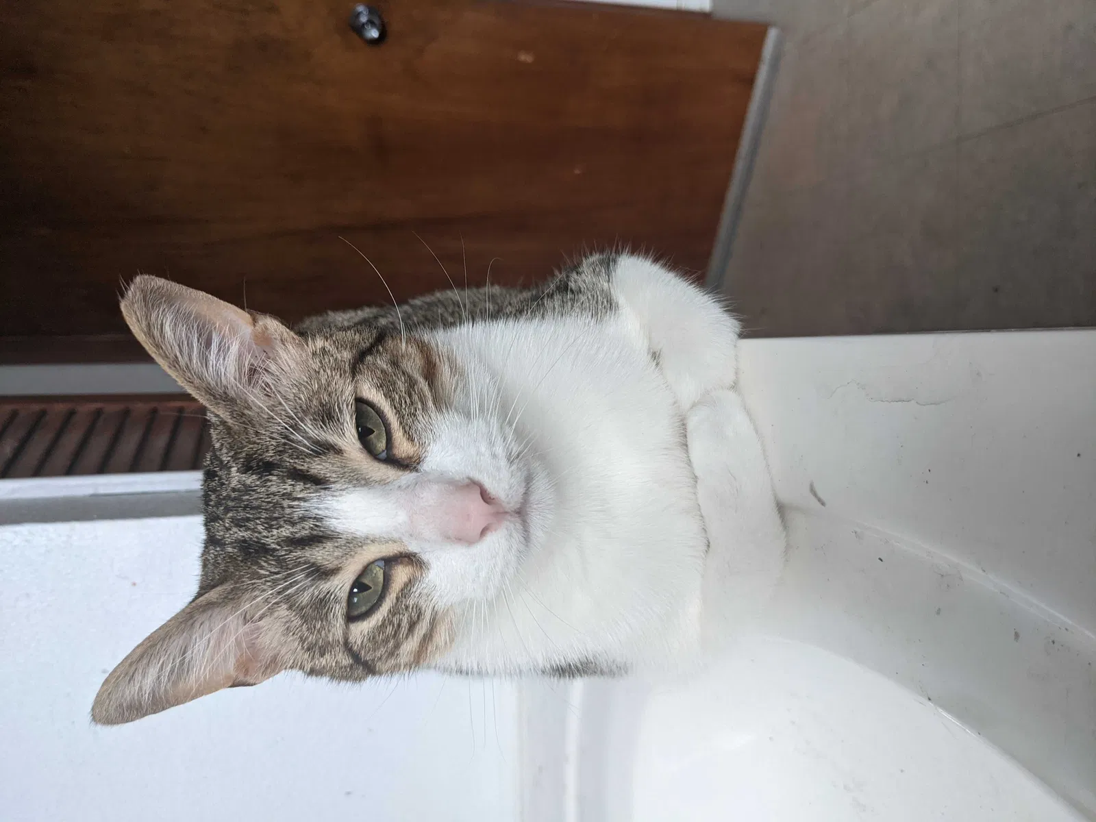 Lost cat in Kenner, LA, 70062
