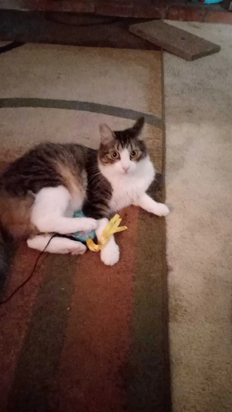 Lost cat in El Cajon, CA, 92019
