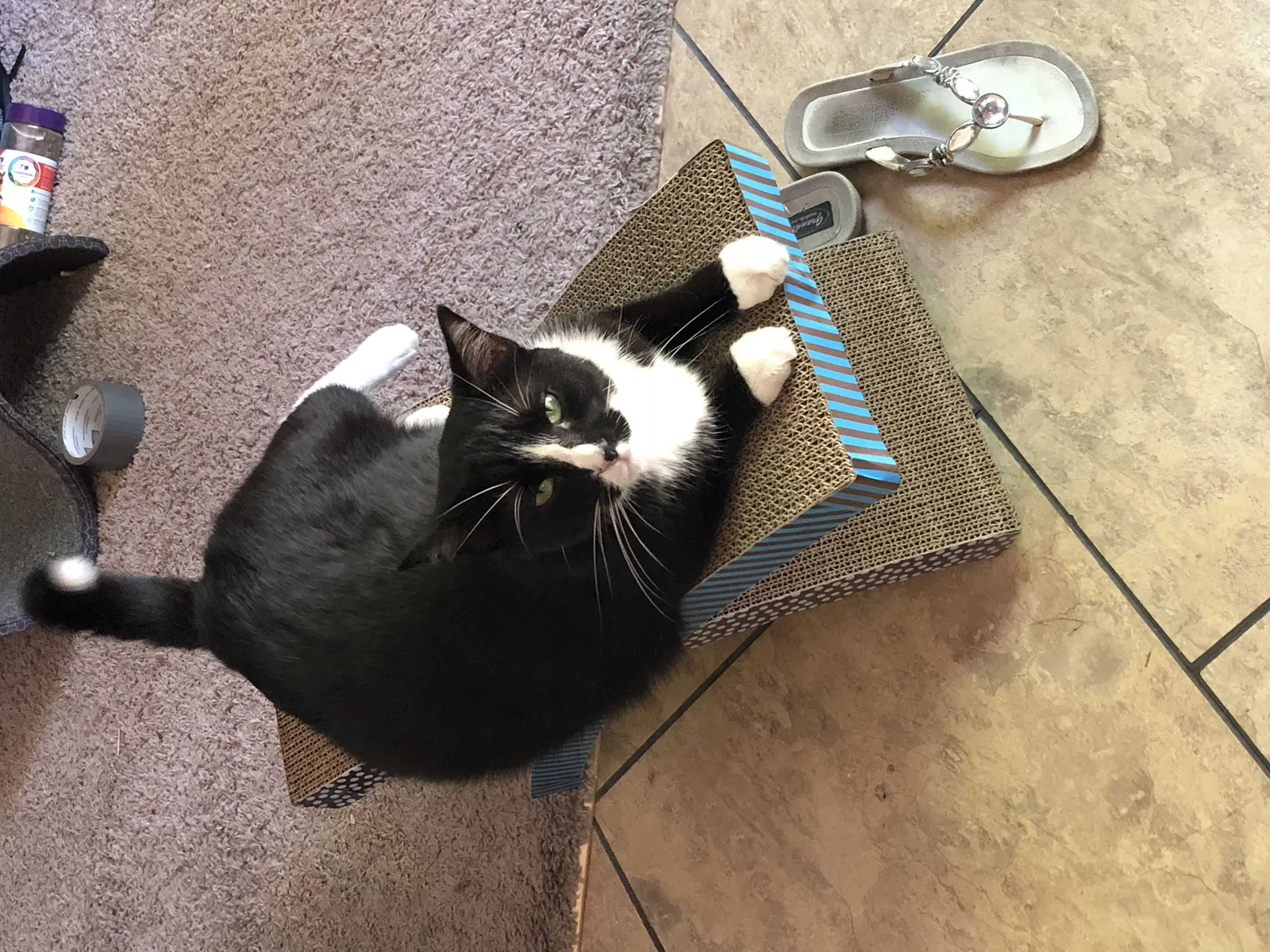 Lost cat in Denver, CO, 80247