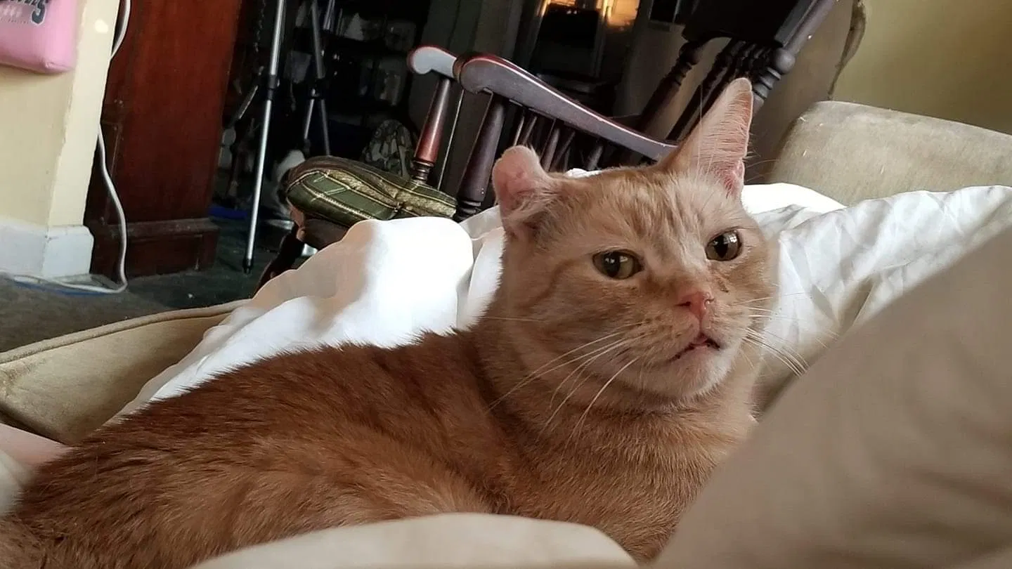 Lost cat in Glen Ellyn, IL, 60137