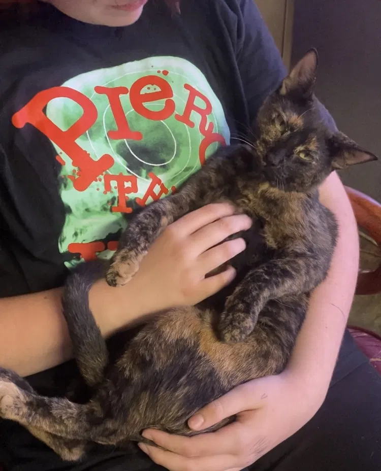 Lost cat in Denton, TX, 76201