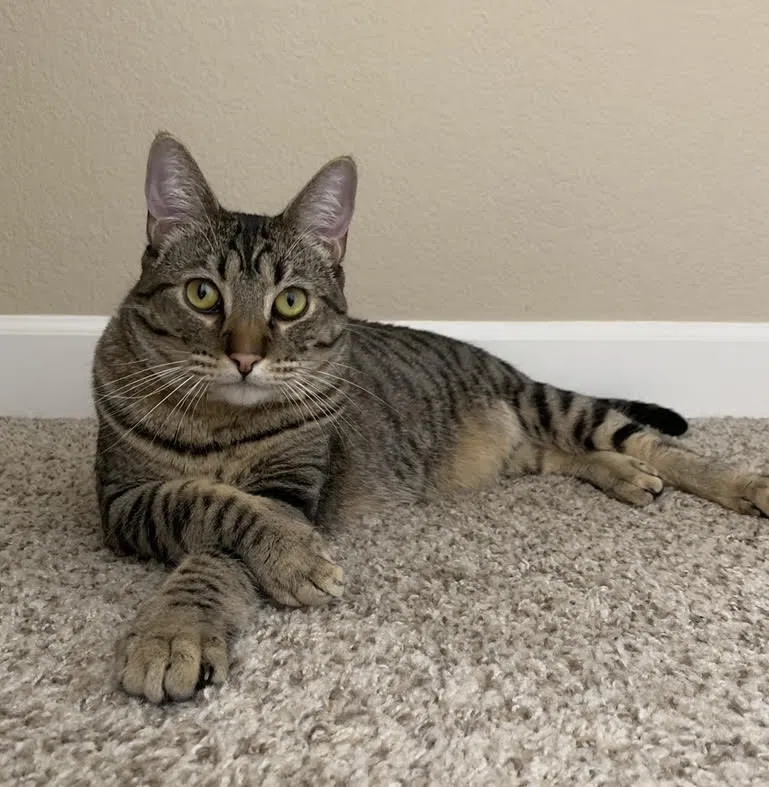 Lost cat in Fairfield, CA, 94534