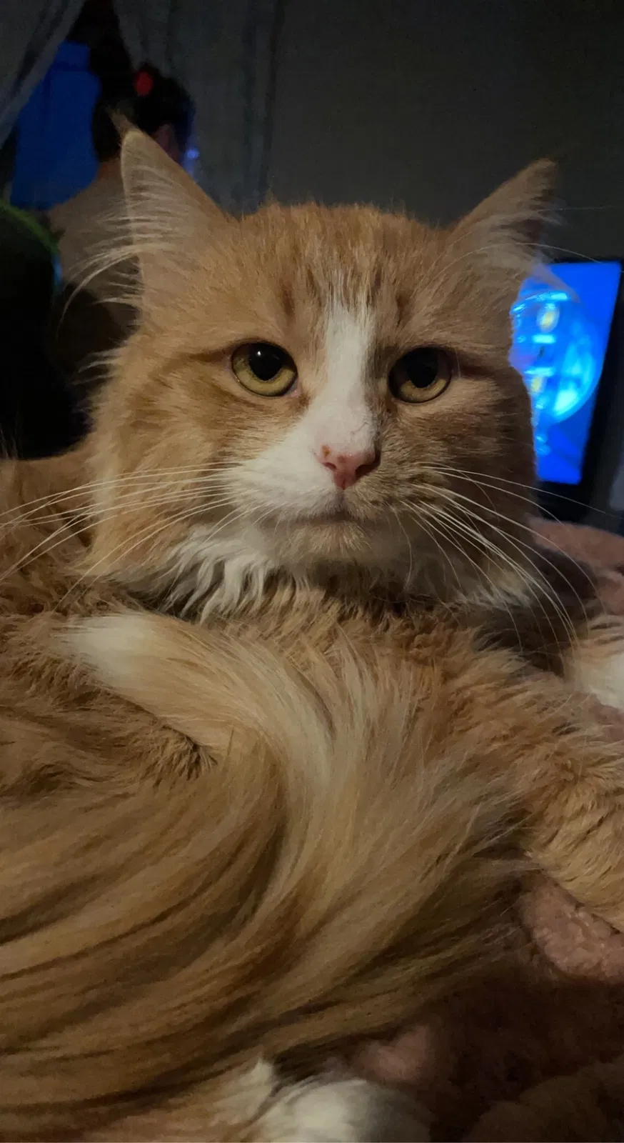 Lost cat in Metamora, IL, 61548