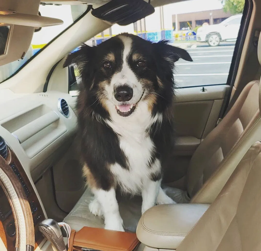 Lost dog in Louisville, KY, 40220
