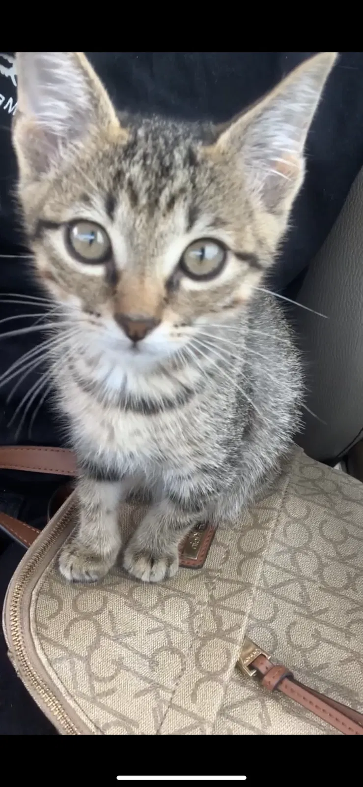 Lost cat in Jonesboro, AR, 72401