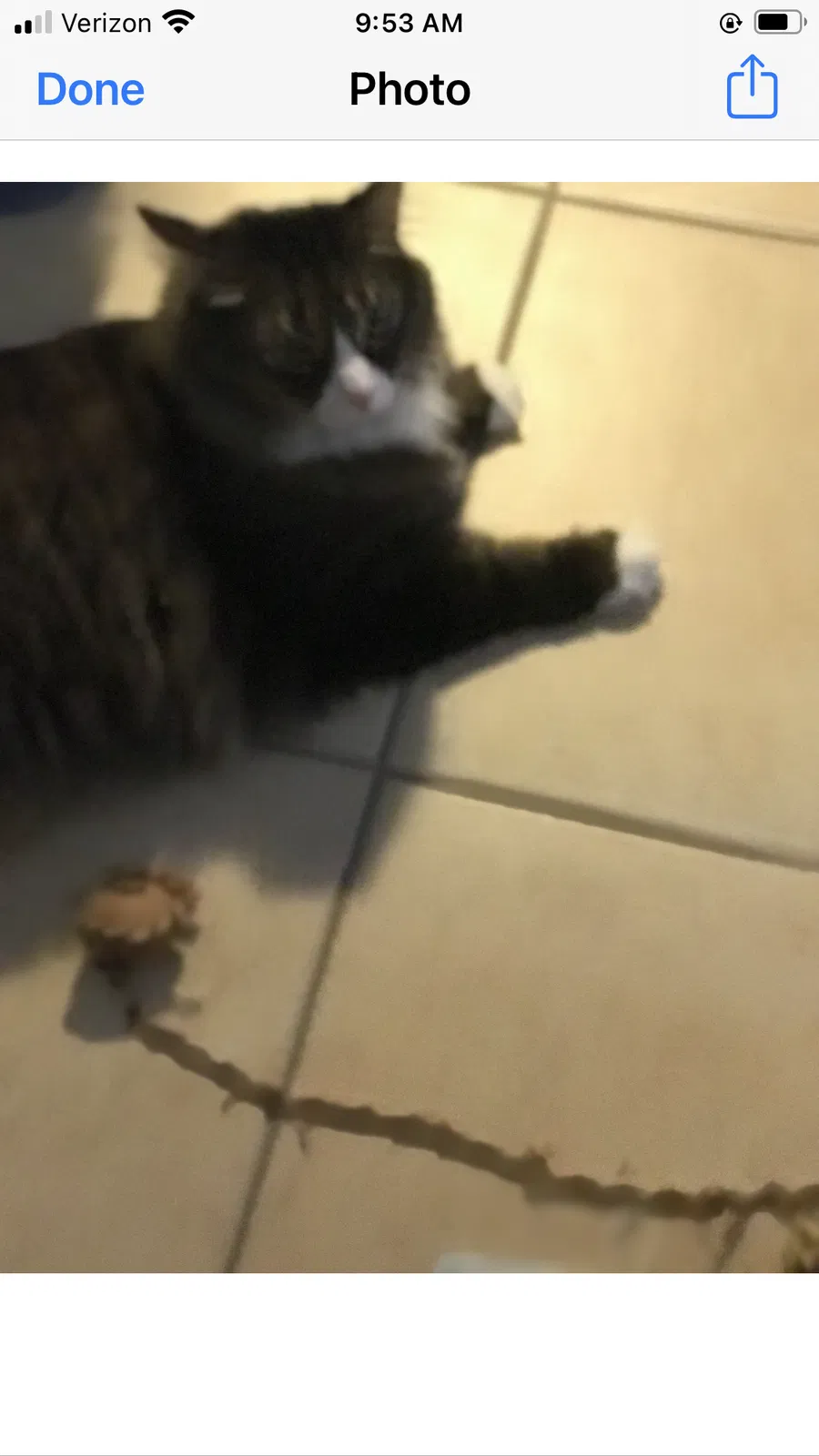 Lost cat in Port Saint Lucie, FL, 34986