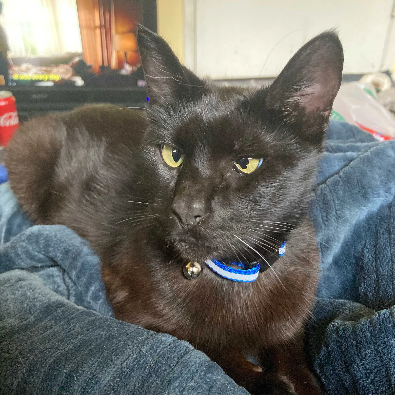 Lost cat in Chatsworth, CA, 91311