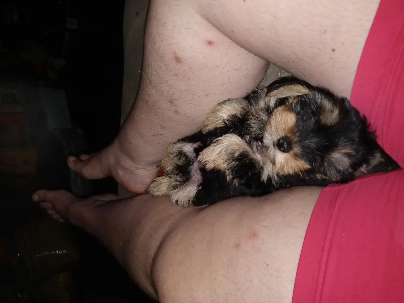 Lost dog in York, SC, 29745
