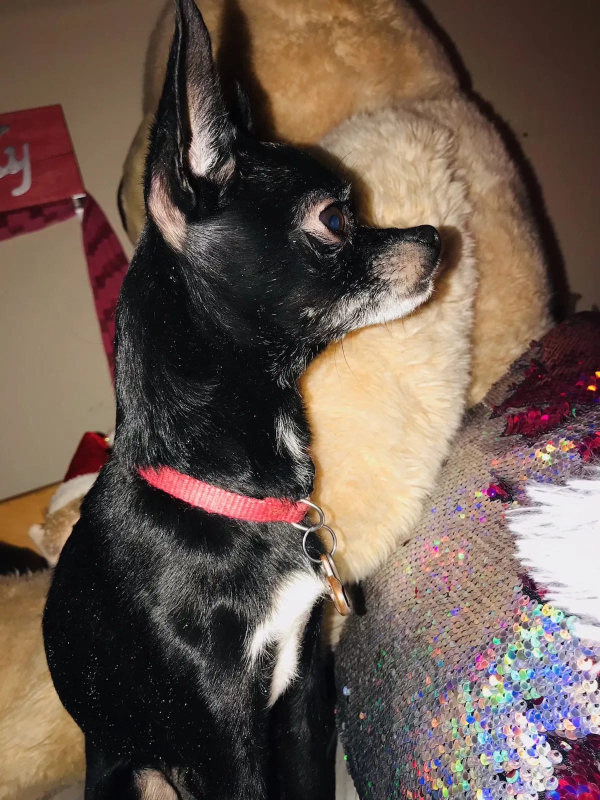 Lost dog in Castle Rock, CO, 80104