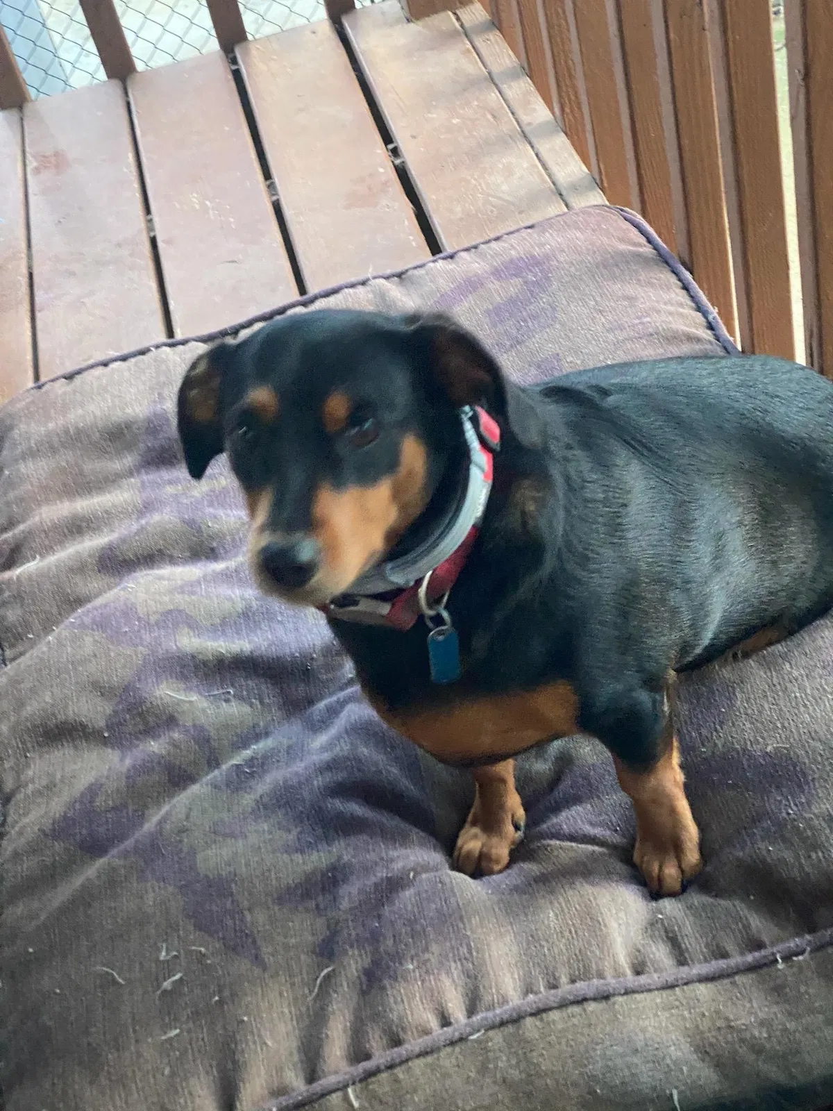 Lost dog in Mebane, NC, 27302