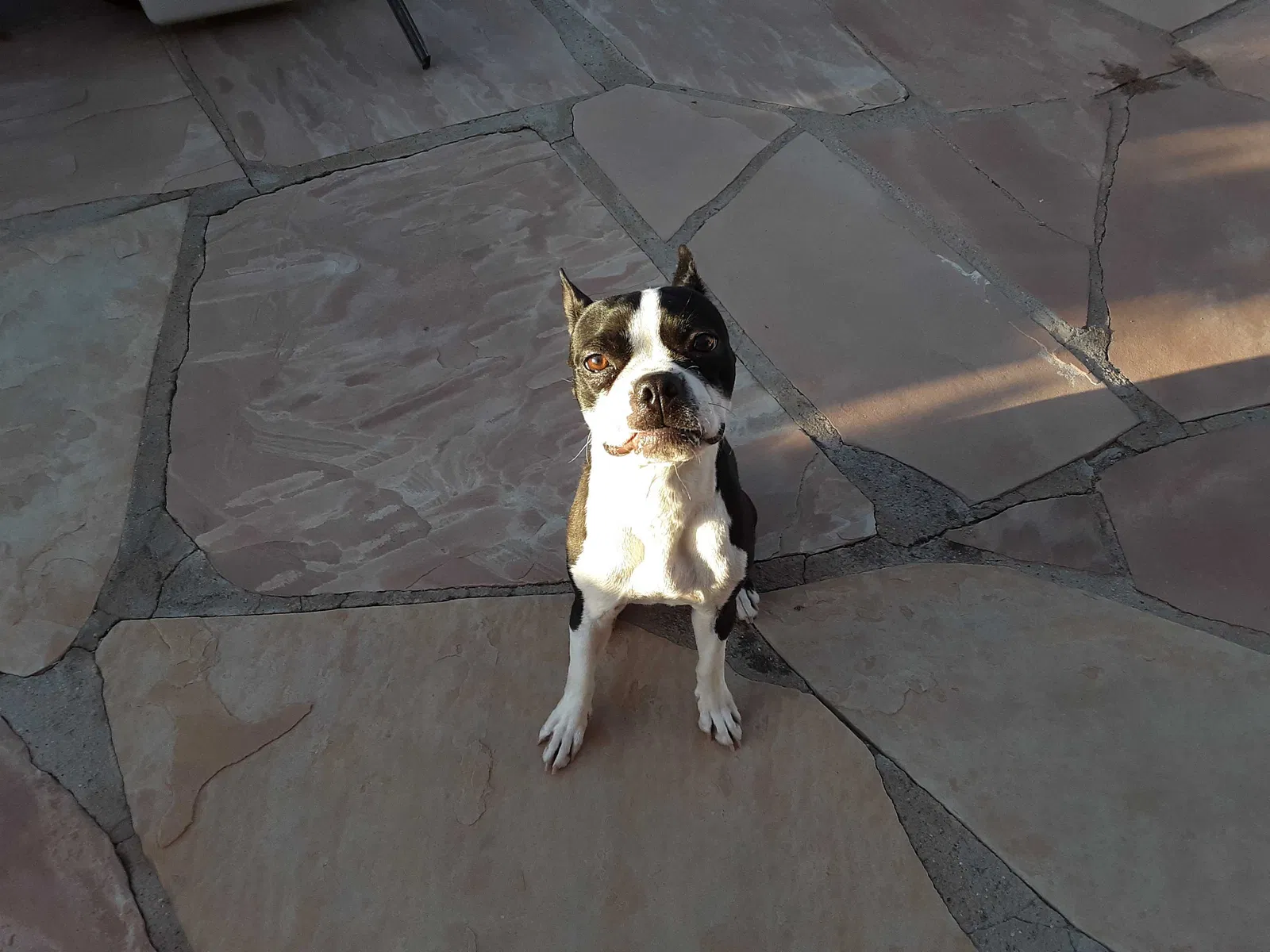 Found dog in Mesa, AZ, 85207