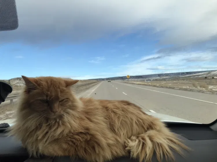 Lost cat in Wilton, IA, 52778
