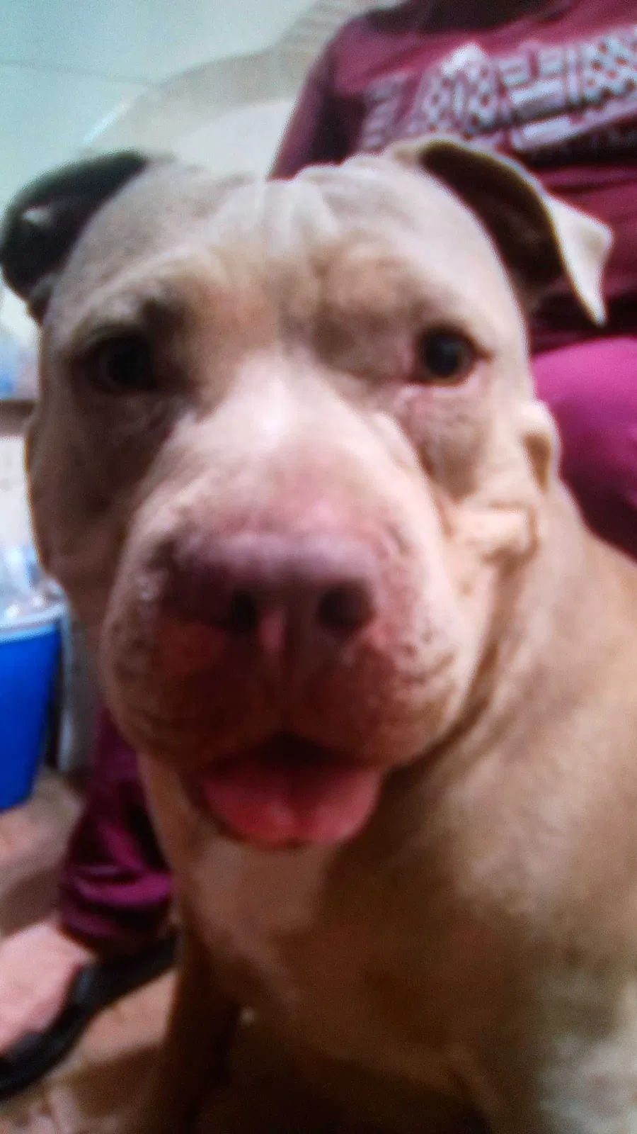 Lost dog in Corpus Christi, TX, 78411