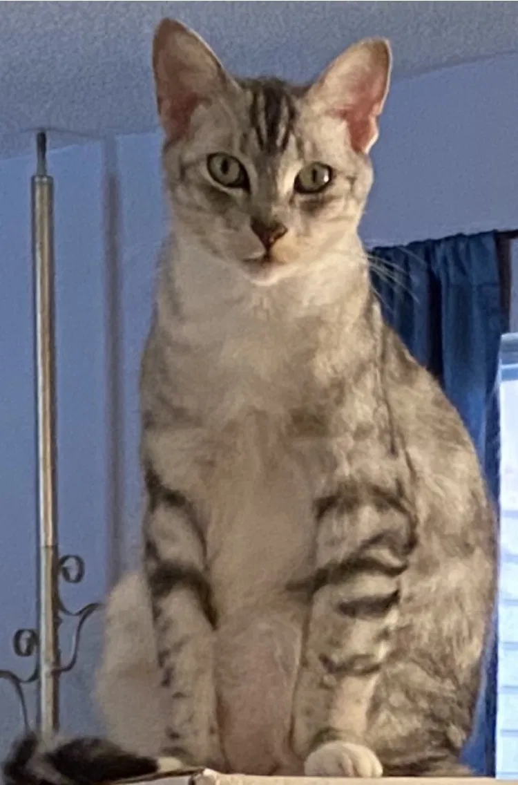 Lost cat in Saint Augustine, FL, 32086