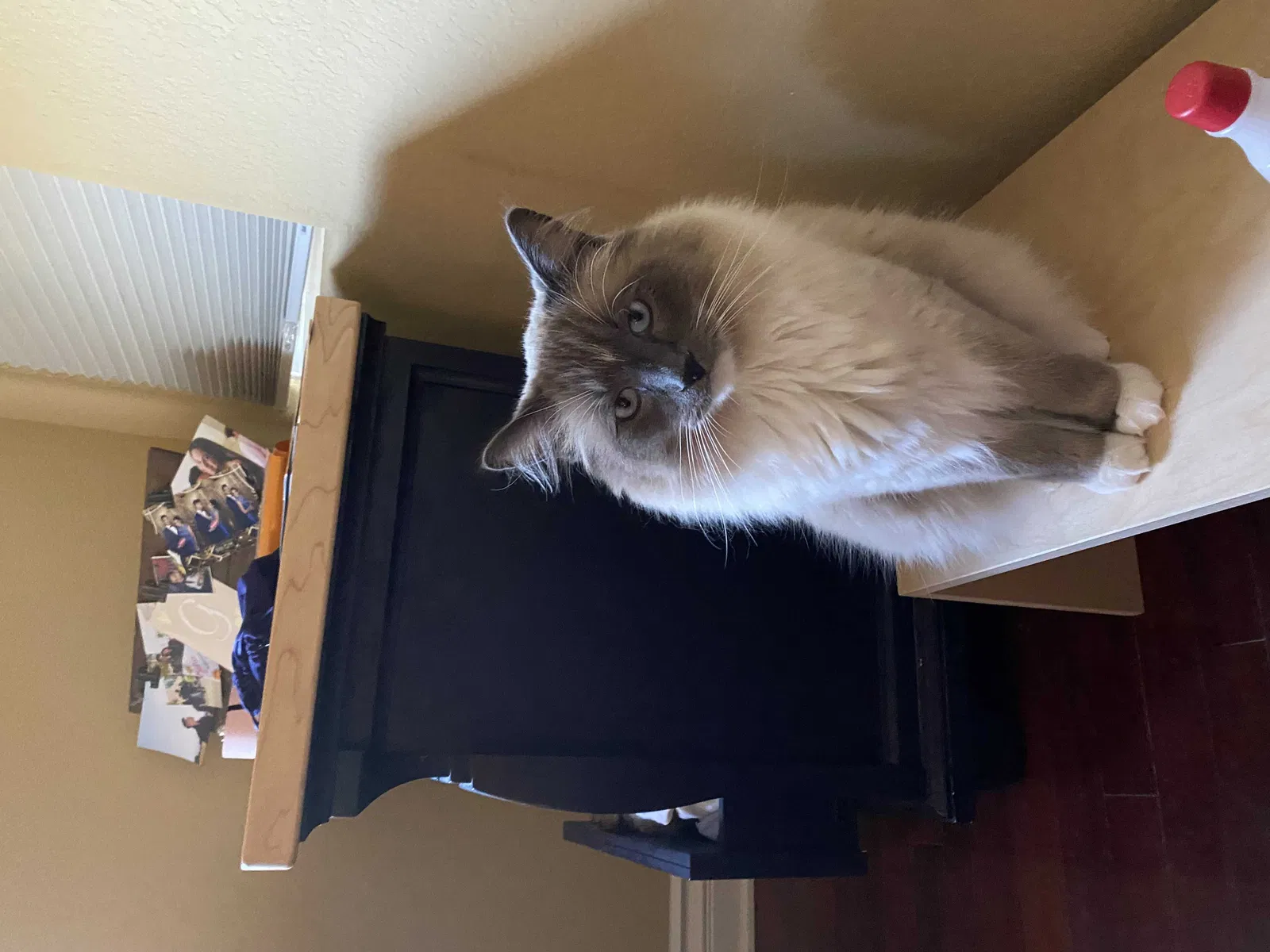Lost cat in Chula Vista, CA, 91914