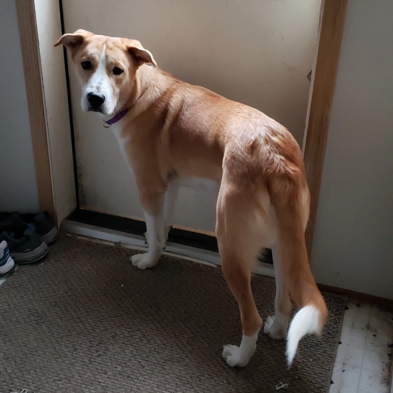 Lost dog in Grand Haven, MI, 49417