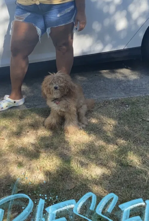 Lost dog in Raeford, NC, 28376