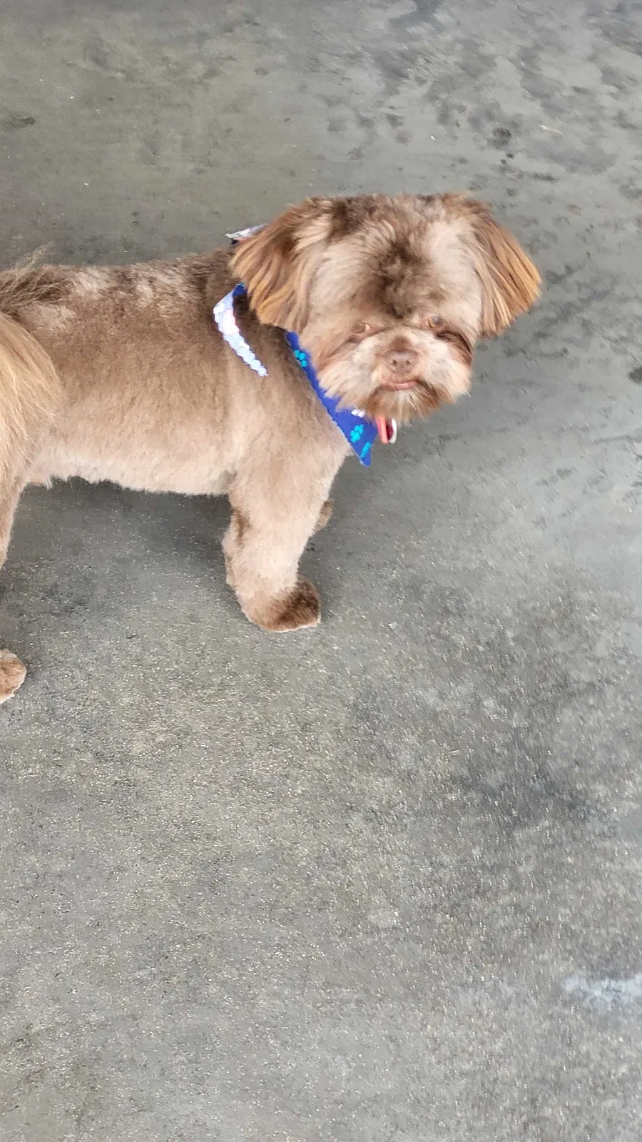 Lost dog in Palo, IA, 52324