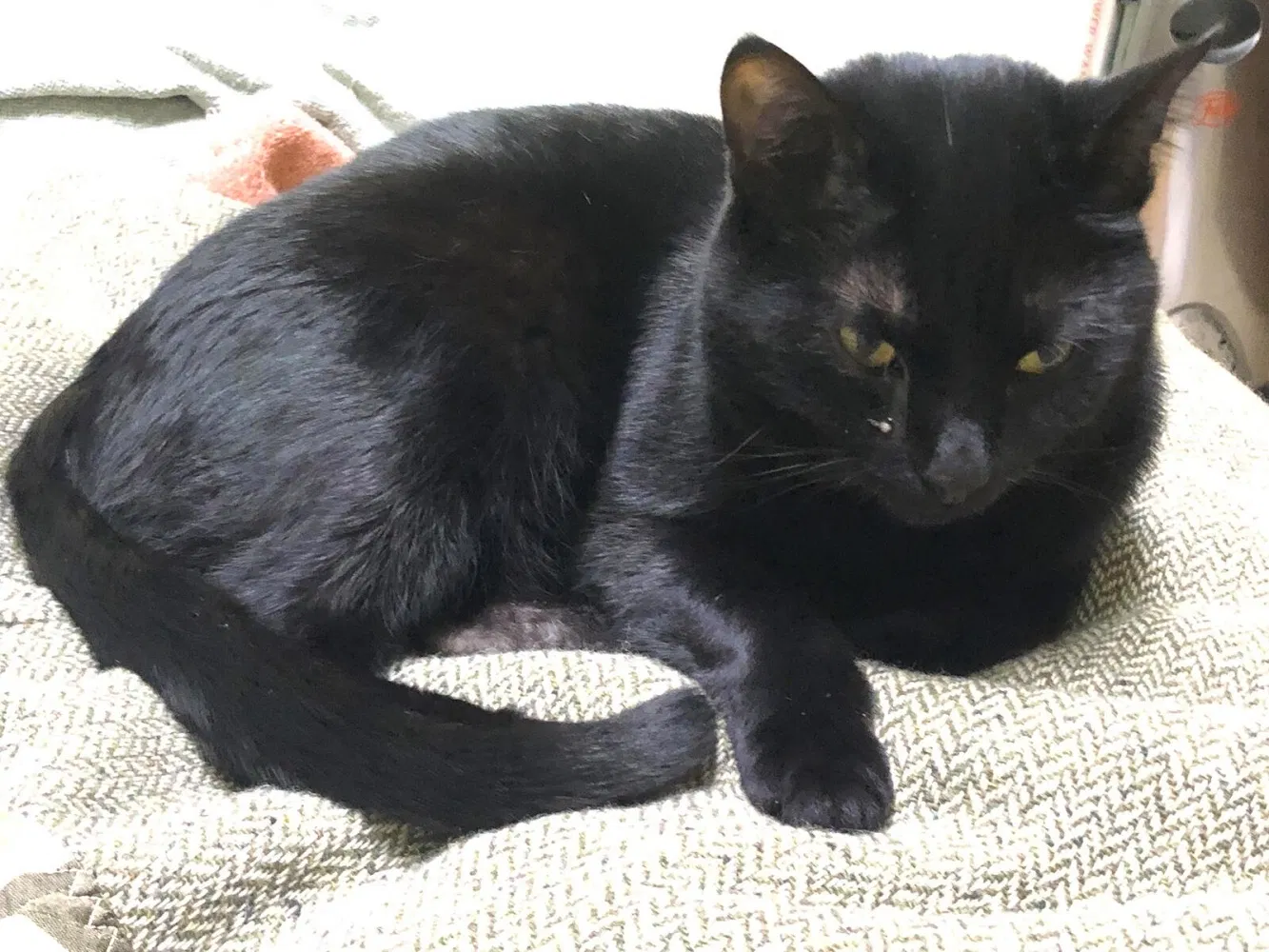 Lost cat in Seattle, WA, 98144