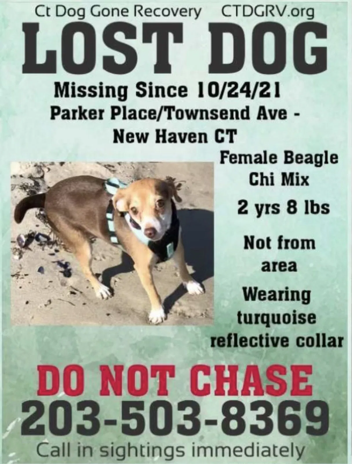 Lost dog in East Haven, CT, 6512