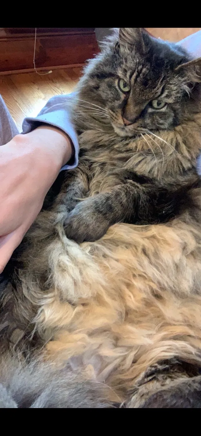 Lost cat in Homer Glen, IL, 60491