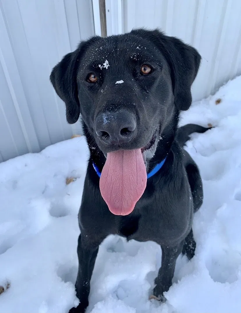 Lost dog in Howard, SD, 57349