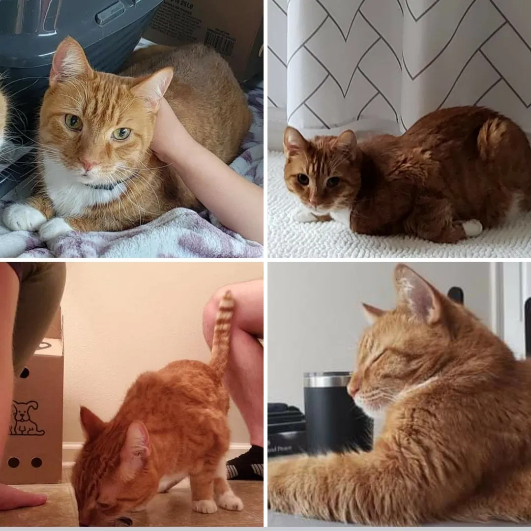 Lost cat in El Paso, TX, 79934