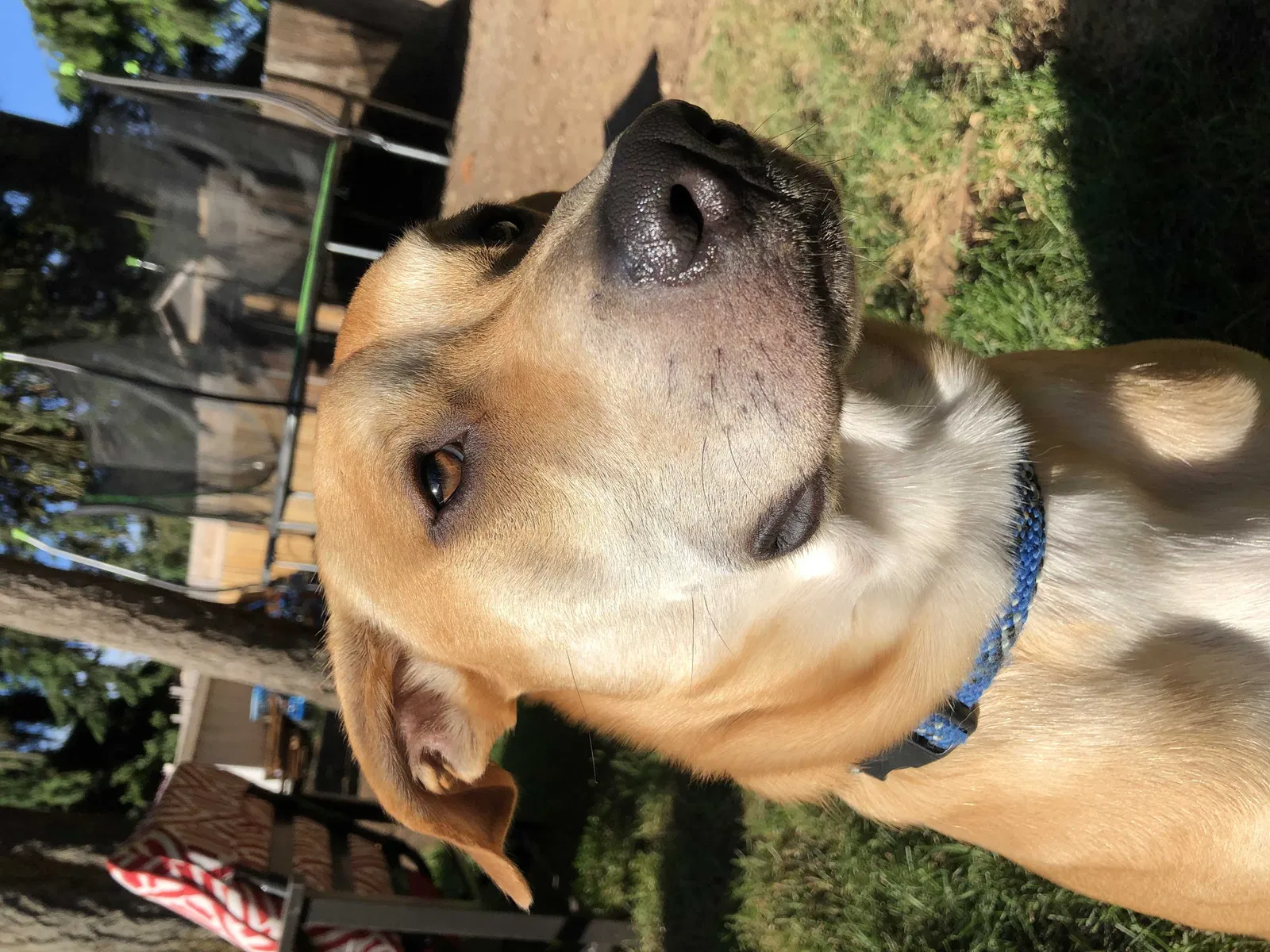 Lost dog in Bonney Lake, WA, 98391
