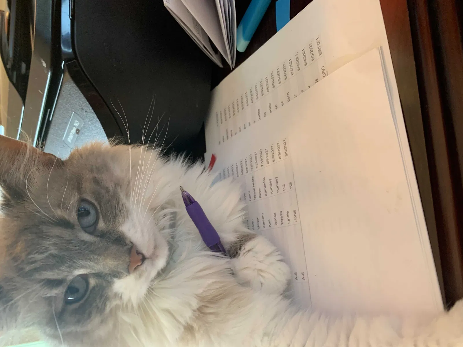 Lost cat in Avon, IN, 46123