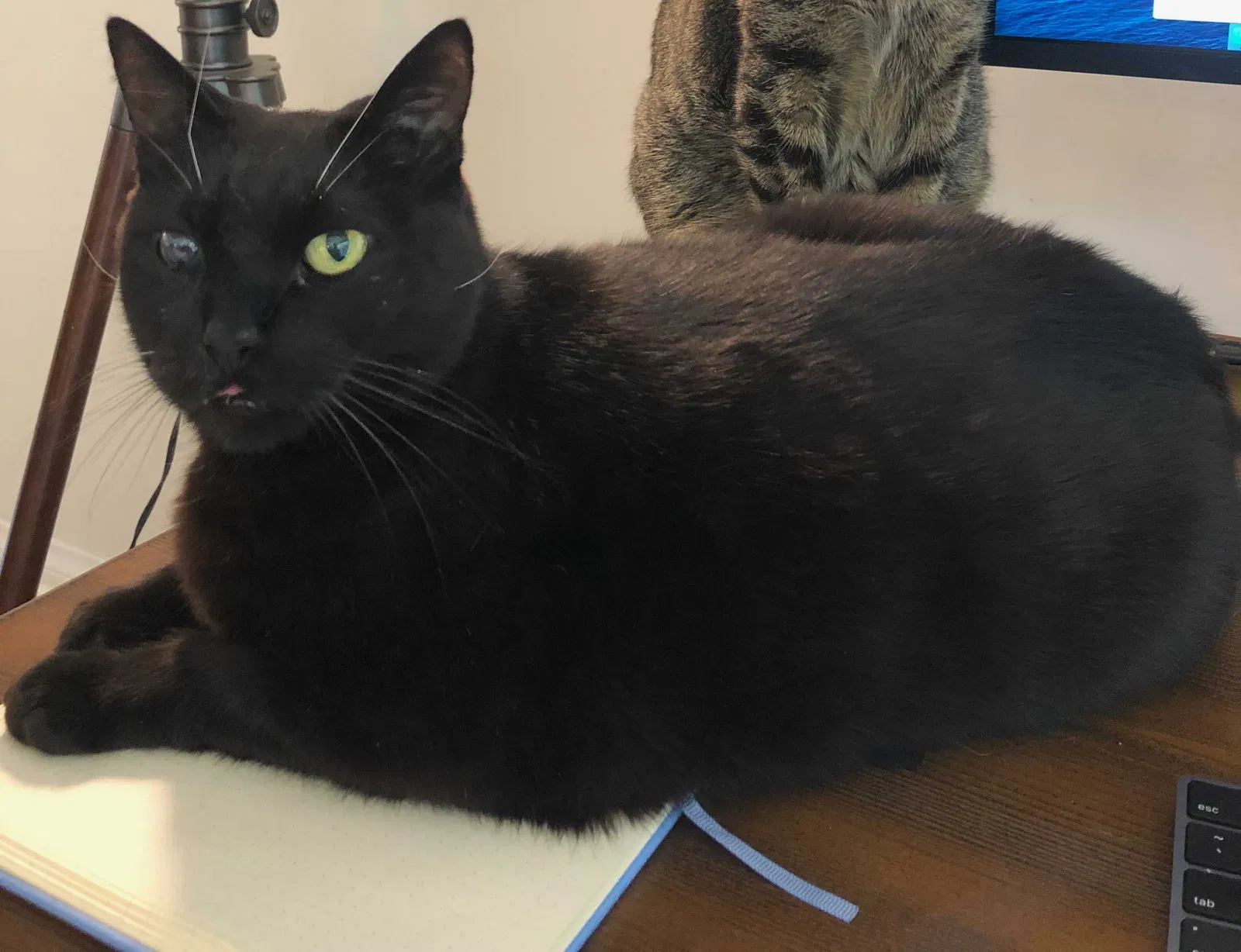 Lost cat in Los Angeles, CA, 90056