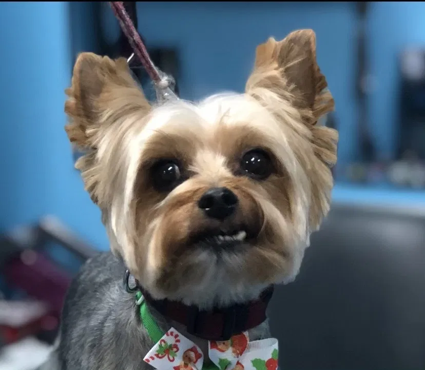 Lost dog in Wylie, TX, 75098