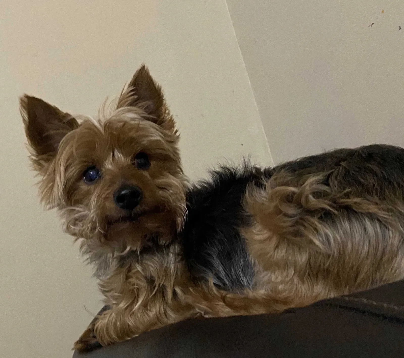 Lost dog in Clifton, NJ, 7013