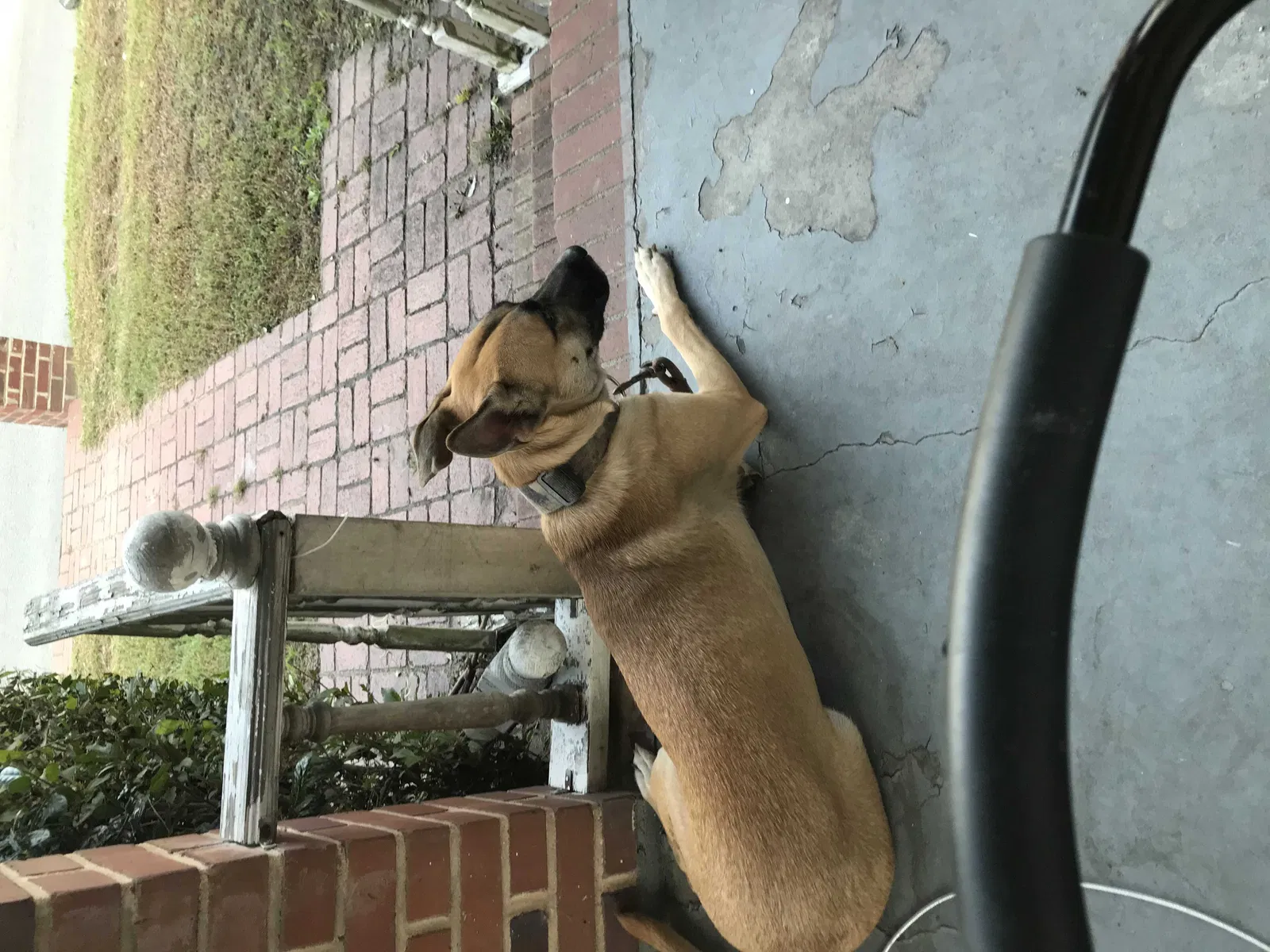Lost dog in Augusta, GA, 30906
