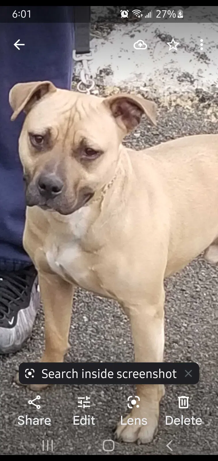 Lost dog in Hillside, NJ, 7205