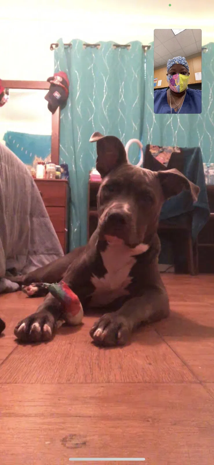 Lost dog in Shreveport, LA, 71105