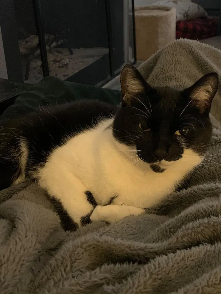 Lost cat in Londonderry, NH, 3053