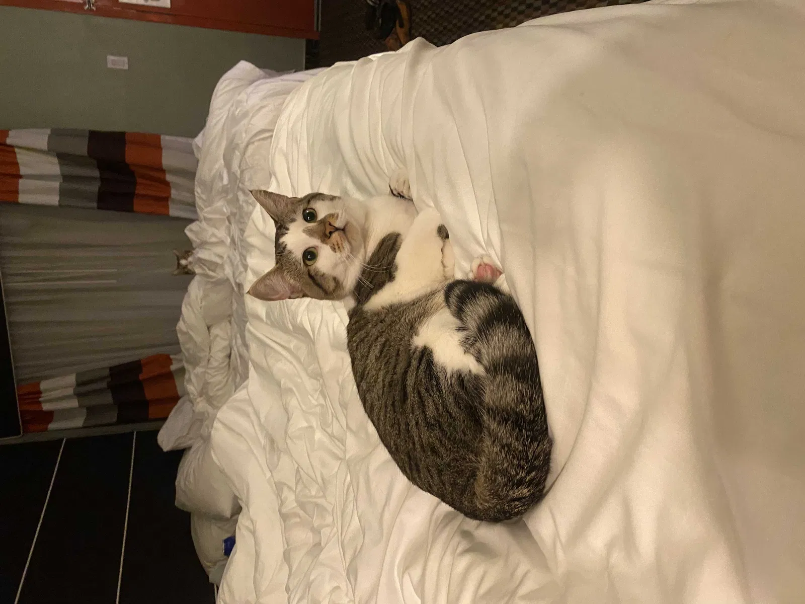 Lost cat in Irvine, CA, 92618